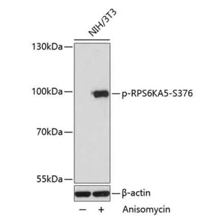 Western Blot - Anti-MSK1 (phospho Ser376) Antibody (A91406) - Antibodies.com