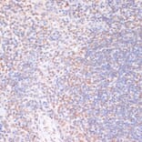 Immunohistochemistry - Anti-MSK1 (phospho Ser376) Antibody (A91406) - Antibodies.com