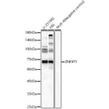 Western Blot - Anti-ZNF471/ERP1 Antibody (A91409) - Antibodies.com