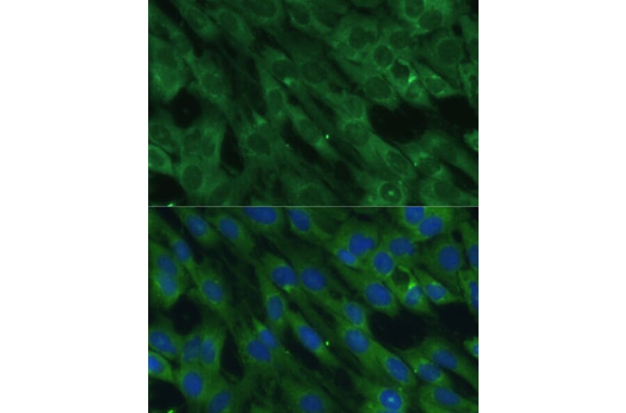 Immunofluorescence - Anti-Histidase Antibody (A91411) - Antibodies.com
