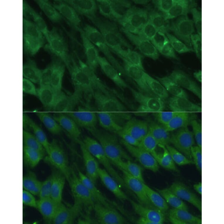 Immunofluorescence - Anti-Histidase Antibody (A91411) - Antibodies.com