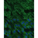 Immunofluorescence - Anti-Histidase Antibody (A91411) - Antibodies.com