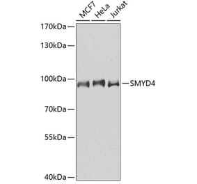 Western Blot - Anti-SMYD4 Antibody (A91412) - Antibodies.com