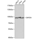 Western Blot - Anti-SMYD4 Antibody (A91412) - Antibodies.com