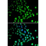 Immunofluorescence - Anti-PARN Antibody (A91413) - Antibodies.com