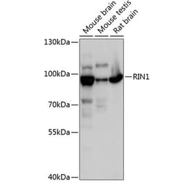 Western Blot - Anti-RIN1 Antibody (A91414) - Antibodies.com