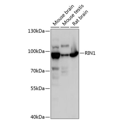 Western Blot - Anti-RIN1 Antibody (A91414) - Antibodies.com