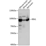 Western Blot - Anti-RIN1 Antibody (A91414) - Antibodies.com