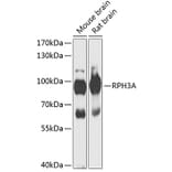 Western Blot - Anti-Rabphilin 3A Antibody (A91415) - Antibodies.com