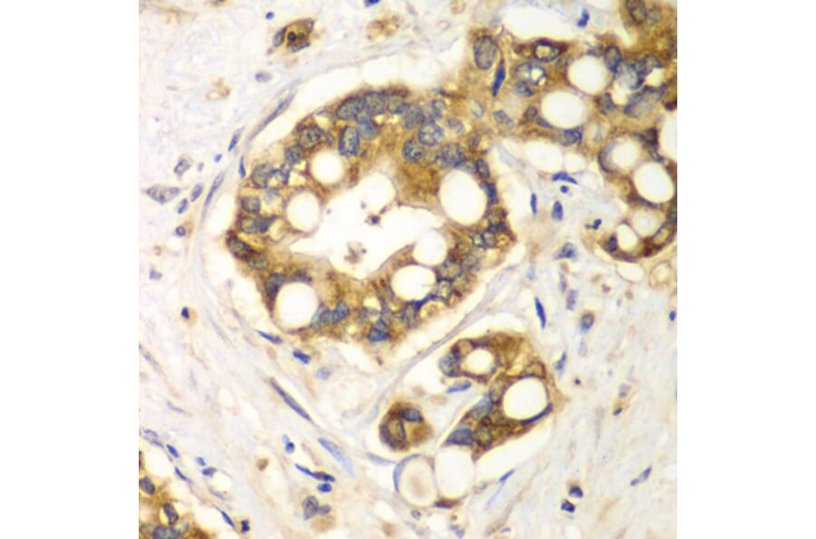 Immunohistochemistry - Anti-Rabphilin 3A Antibody (A91415) - Antibodies.com
