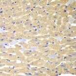 Immunohistochemistry - Anti-Rabphilin 3A Antibody (A91415) - Antibodies.com