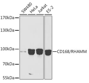 Western Blot - Anti-CD168 Antibody (A91416) - Antibodies.com
