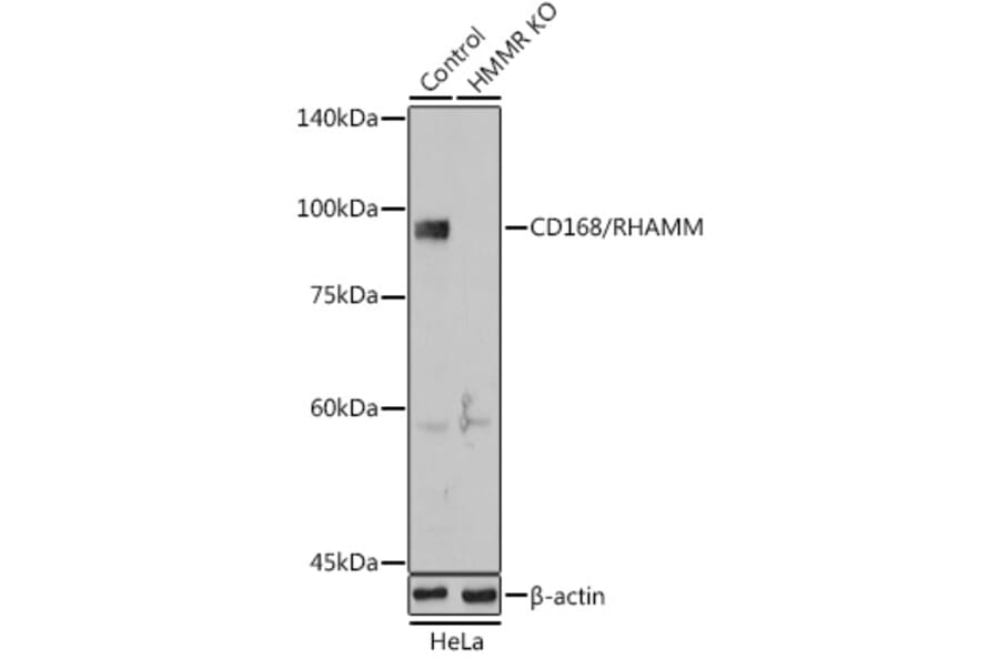 Western Blot - Anti-CD168 Antibody (A91416) - Antibodies.com