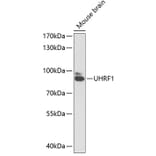 Western Blot - Anti-UHRF1 Antibody (A91418) - Antibodies.com
