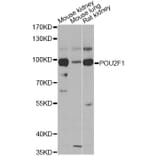 Western Blot - Anti-POU2F1 Antibody (A13527) - Antibodies.com