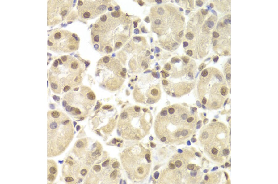 Immunohistochemistry - Anti-POU2F1 Antibody (A13527) - Antibodies.com