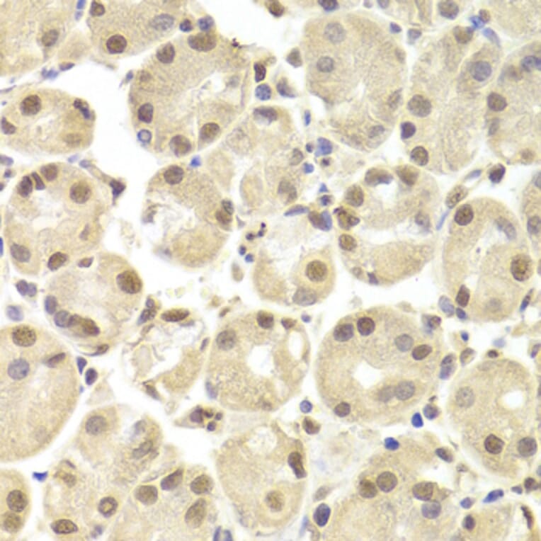 Immunohistochemistry - Anti-POU2F1 Antibody (A13527) - Antibodies.com