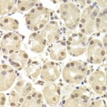 Immunohistochemistry - Anti-POU2F1 Antibody (A13527) - Antibodies.com