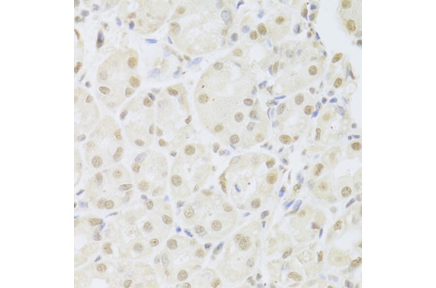 Immunohistochemistry - Anti-POU2F1 Antibody (A13527) - Antibodies.com