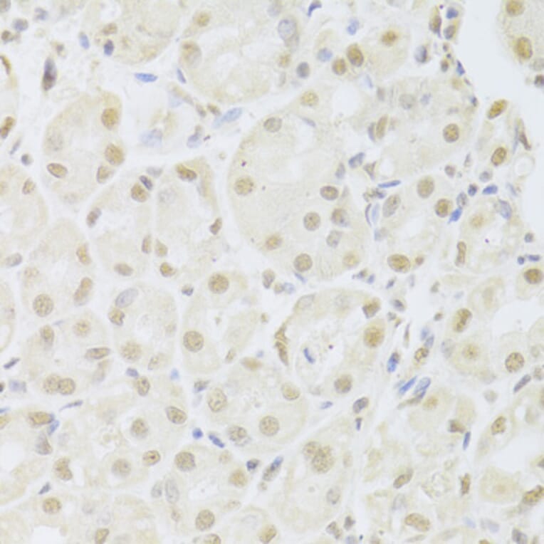 Immunohistochemistry - Anti-POU2F1 Antibody (A13527) - Antibodies.com