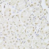 Immunohistochemistry - Anti-POU2F1 Antibody (A13527) - Antibodies.com