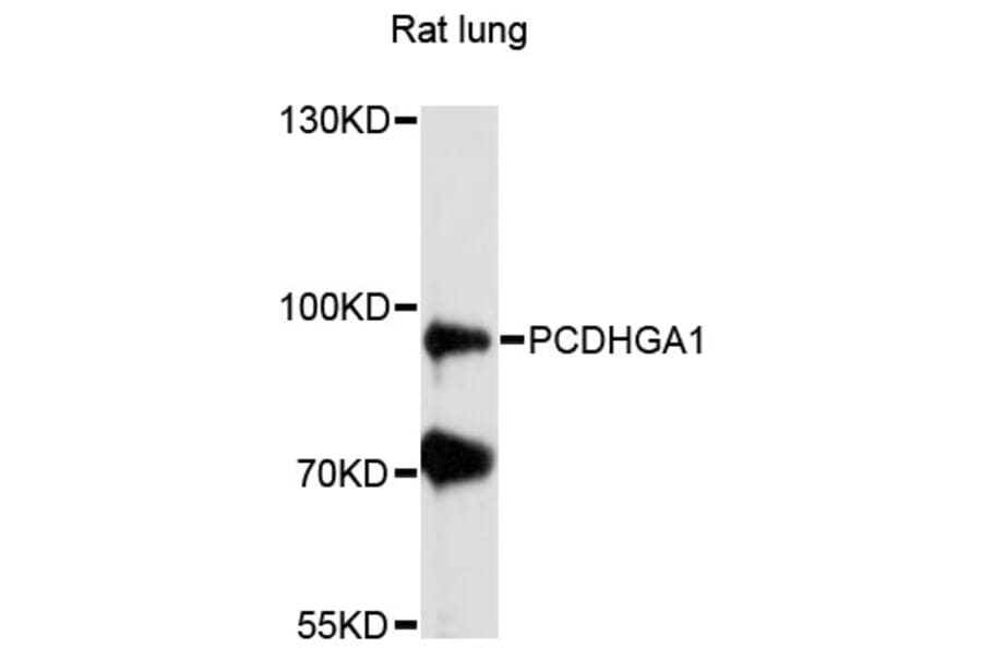 Western Blot - Anti-PCDHGA1 Antibody (A13193) - Antibodies.com