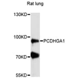 Western Blot - Anti-PCDHGA1 Antibody (A13193) - Antibodies.com
