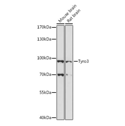 Western Blot - Anti-TYRO3 Antibody (A91424) - Antibodies.com