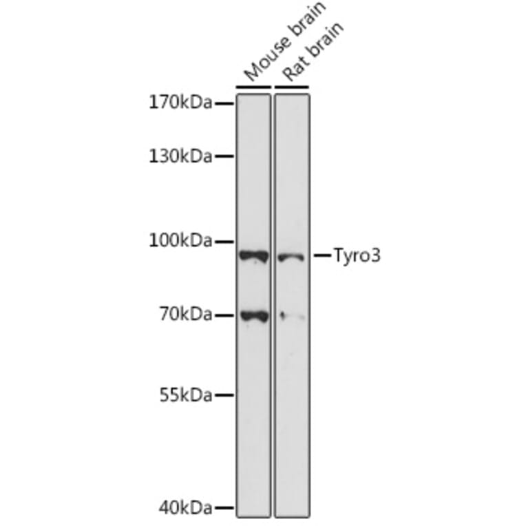 Western Blot - Anti-TYRO3 Antibody (A91424) - Antibodies.com