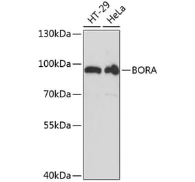 Western Blot - Anti-Bora Antibody (A91426) - Antibodies.com