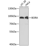 Western Blot - Anti-Bora Antibody (A91426) - Antibodies.com