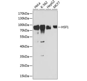 Western Blot - Anti-HSF1 Antibody (A91427) - Antibodies.com