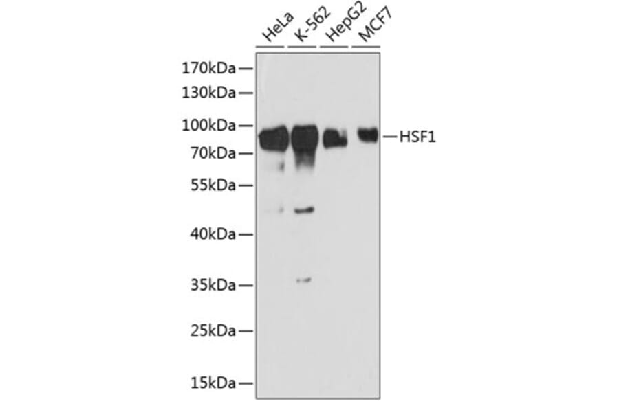 Western Blot - Anti-HSF1 Antibody (A91427) - Antibodies.com