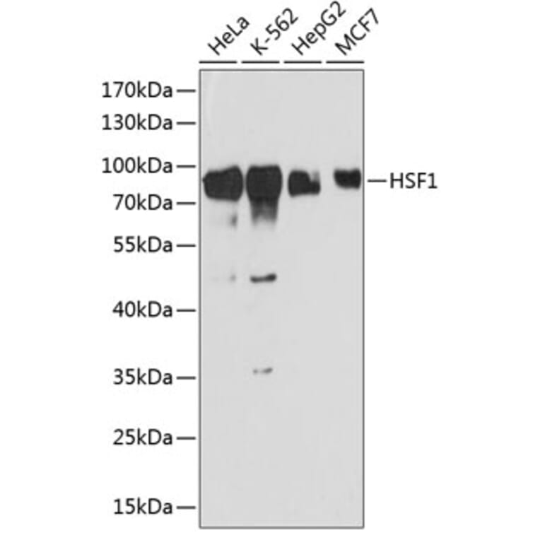 Western Blot - Anti-HSF1 Antibody (A91427) - Antibodies.com