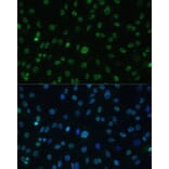 Immunofluorescence - Anti-HSF1 Antibody (A91427) - Antibodies.com