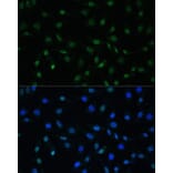 Immunofluorescence - Anti-HSF1 Antibody (A91427) - Antibodies.com