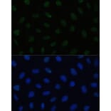 Immunofluorescence - Anti-HSF1 Antibody (A91427) - Antibodies.com