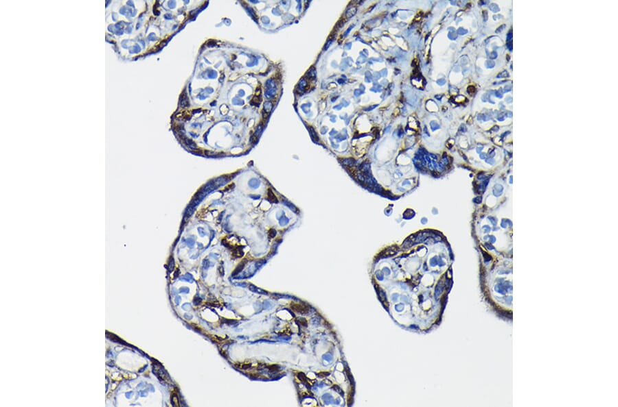 Immunohistochemistry - Anti-RanGAP1 Antibody (A91429) - Antibodies.com