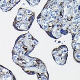 Immunohistochemistry - Anti-RanGAP1 Antibody (A91429) - Antibodies.com