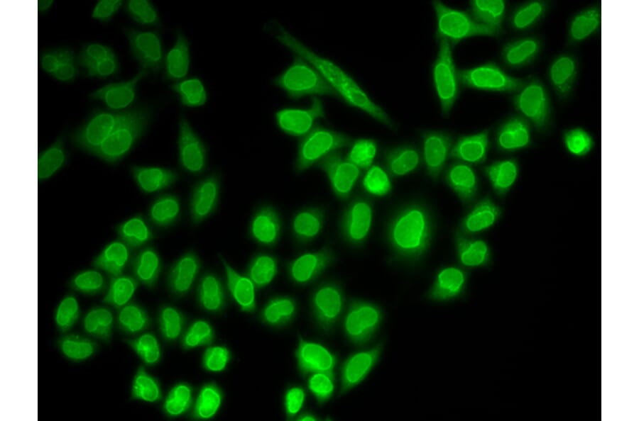 Immunofluorescence - Anti-RanGAP1 Antibody (A91429) - Antibodies.com