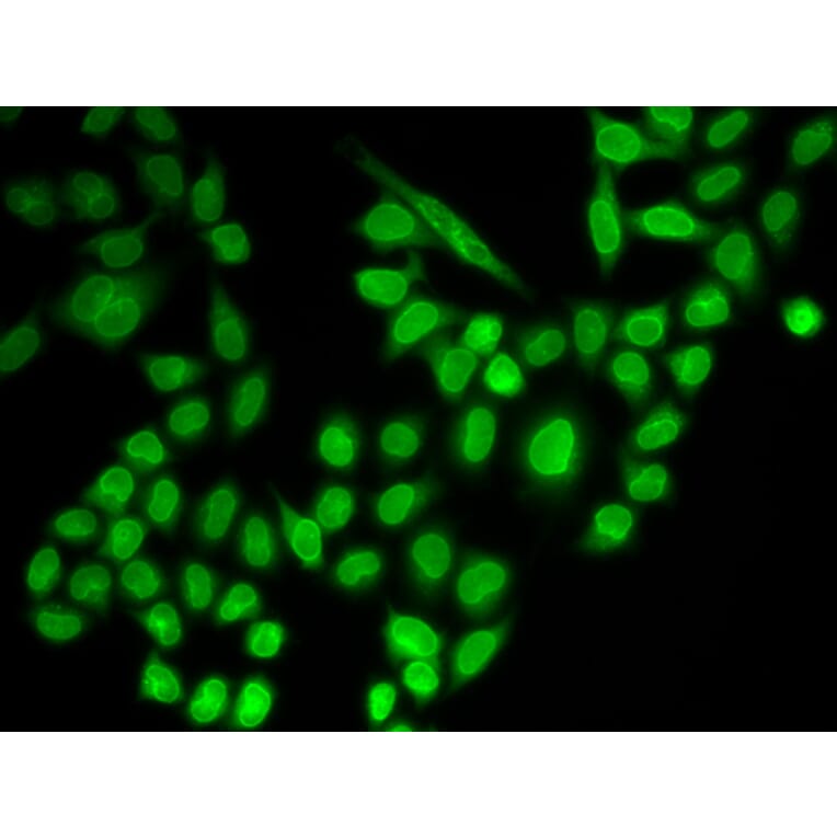 Immunofluorescence - Anti-RanGAP1 Antibody (A91429) - Antibodies.com