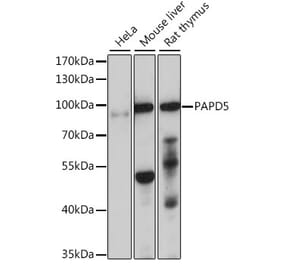Western Blot - Anti-PAPD5 Antibody (A91432) - Antibodies.com