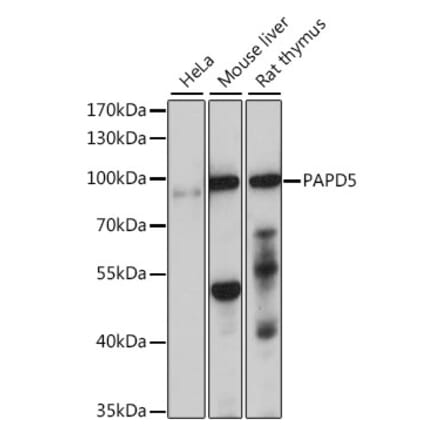 Western Blot - Anti-PAPD5 Antibody (A91432) - Antibodies.com