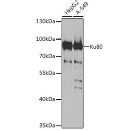 Western Blot - Anti-Ku80 Antibody (A91434) - Antibodies.com
