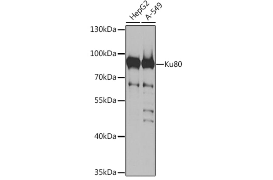 Western Blot - Anti-Ku80 Antibody (A91434) - Antibodies.com