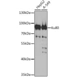 Western Blot - Anti-Ku80 Antibody (A91434) - Antibodies.com