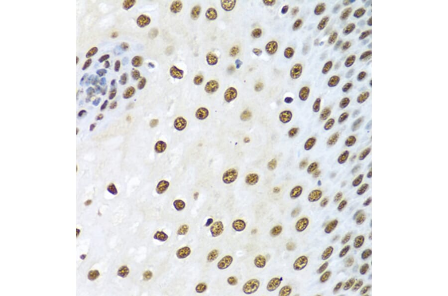 Immunohistochemistry - Anti-Ku80 Antibody (A91434) - Antibodies.com
