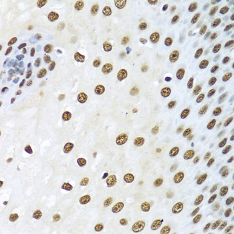 Immunohistochemistry - Anti-Ku80 Antibody (A91434) - Antibodies.com
