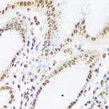 Immunohistochemistry - Anti-Ku80 Antibody (A91434) - Antibodies.com