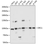 Western Blot - Anti-ORC1 Antibody (A91437) - Antibodies.com